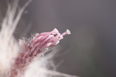 Oreocereus leucotrichus, photographed by Jorge Herreros de Lartundo