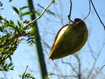 Gonolobus naturalistae, photographed by Francisco Farriols Sarabia