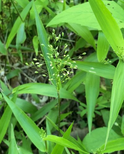 Dichanthelium commutatum, photographed by Bill Sheehan