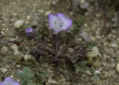 Phacelia douglasii, photographed by Zack Abbey