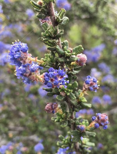 Ceanothus dentatus, photographed by Henrik Kibak