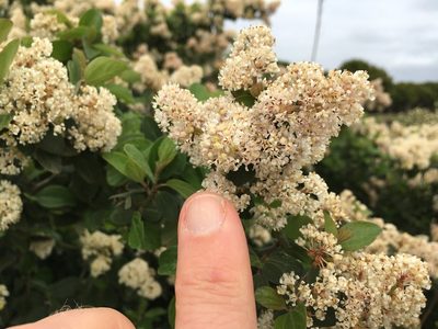 Ceanothus incanus, photographed by Henrik Kibak