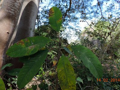 Sapium lateriflorum, photographed by Francisco Farriols Sarabia