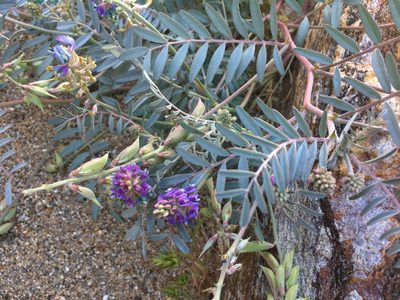 Astragalus palmeri, photographed by W. Terry Hunefeld