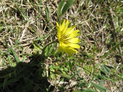Ixeris japonica, photographed by Junichi　Mandai