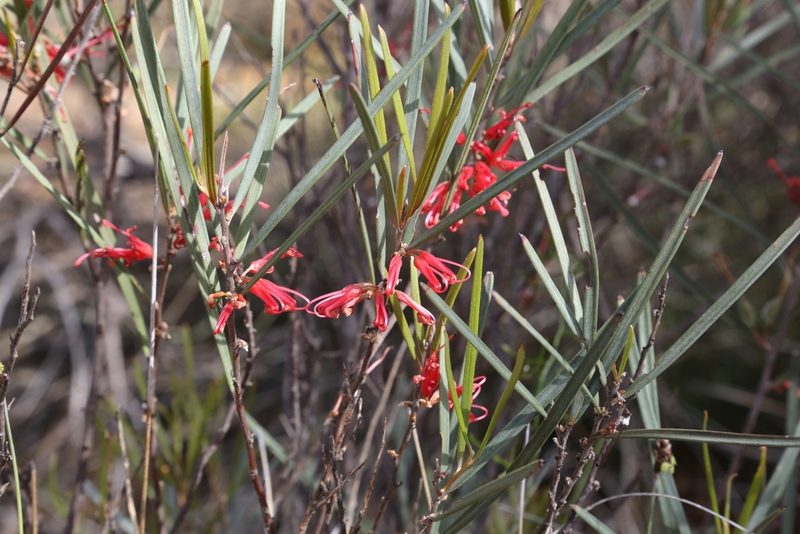 Grevillea granulosa, photographed by Margaret Langley