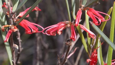 Grevillea granulosa, photographed by Margaret Langley