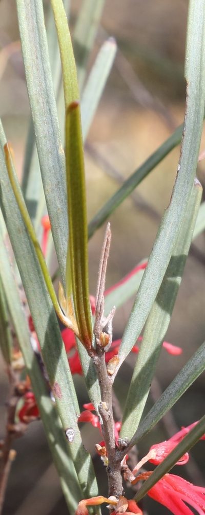Grevillea granulosa, photographed by Margaret Langley