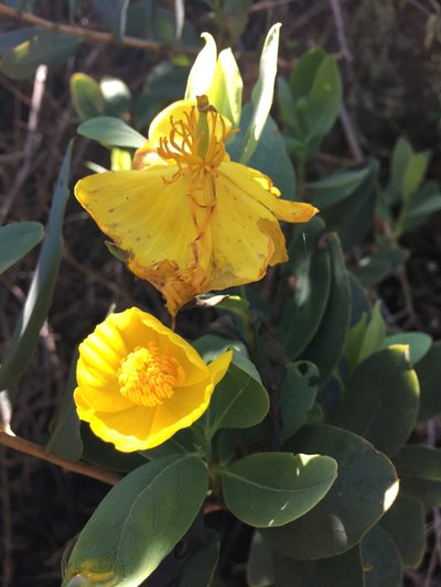 Dendromecon harfordii, photographed by Kyle Nessen