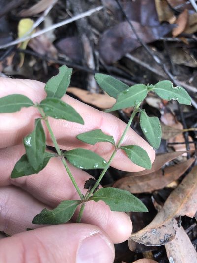 Opercularia hispida, photographed by Greg Tasney