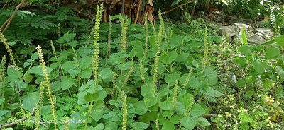 Coleus monostachyus, photographed by Ong Jyh Seng