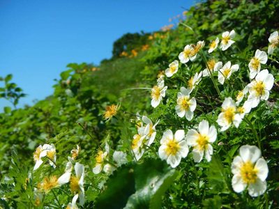 Sieversia pentapetala, photographed by Junichi　Mandai