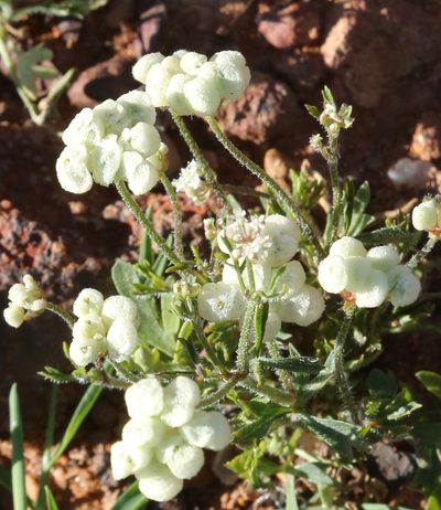 Trachymene ornata, photographed by Margaret Langley