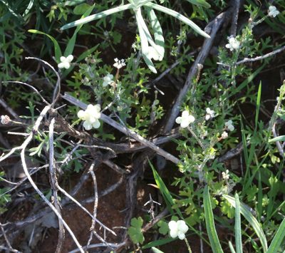 Trachymene ornata, photographed by Margaret Langley