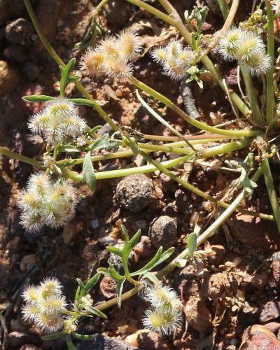 Trachymene cyanopetala, photographed by Margaret Langley