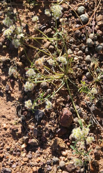 Trachymene cyanopetala, photographed by Margaret Langley