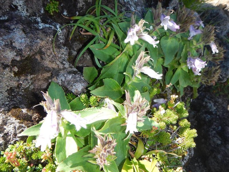 Pennellianthus frutescens, photographed by Junichi　Mandai