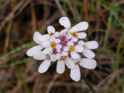 Iberis pinnata, photographed by Yves Bas