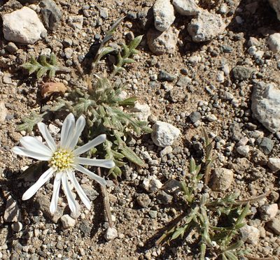 Gazania jurineifolia, photographed by Nicola van Berkel