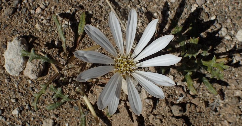 Gazania jurineifolia, photographed by Nicola van Berkel