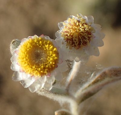 Helichrysum argyrosphaerum, photographed by Nicola van Berkel