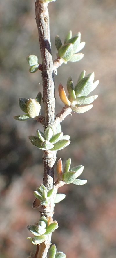 Pteronia erythrochaeta, photographed by Nicola van Berkel