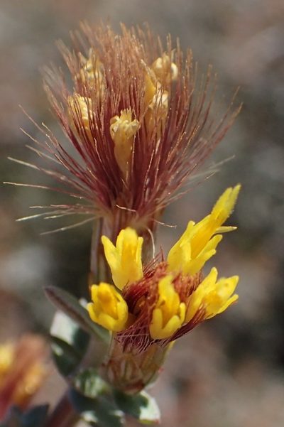 Pteronia erythrochaeta, photographed by Nicola van Berkel