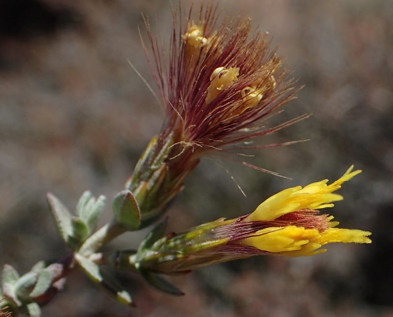 Pteronia erythrochaeta, photographed by Nicola van Berkel