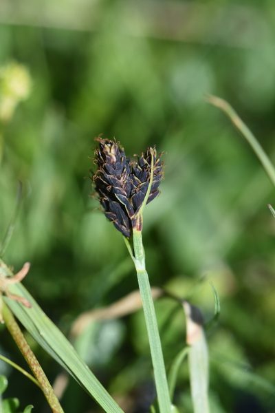 Carex parviflora, photographed by Étienne Léveillé-Bourret