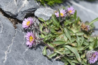 Erigeron uniflorus, photographed by Étienne Léveillé-Bourret
