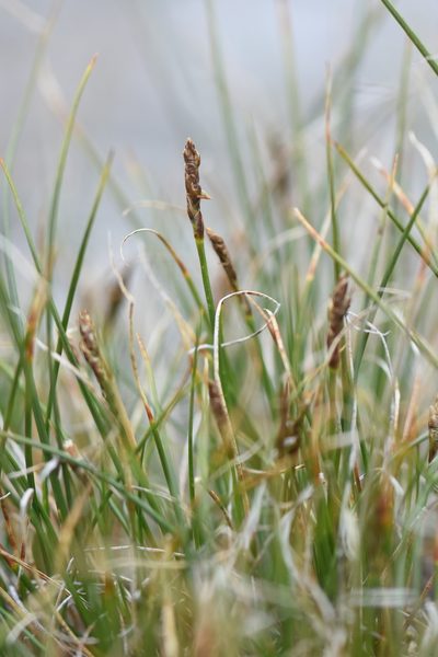 Carex rupestris, photographed by Étienne Léveillé-Bourret