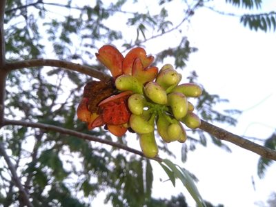 Xylopia aromatica, photographed by Luis Rubio-Yépez