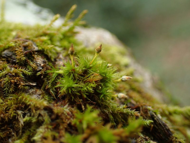 Ulota crispula, photographed by George Greiff