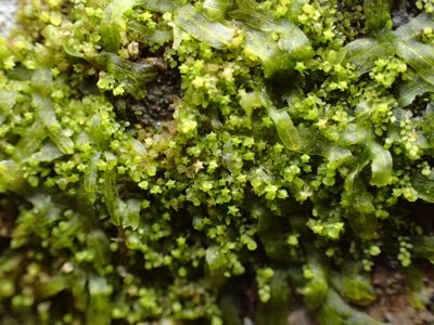 Myriocoleopsis minutissima, photographed by George Greiff
