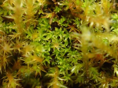 Streblotrichum convolutum, photographed by George Greiff