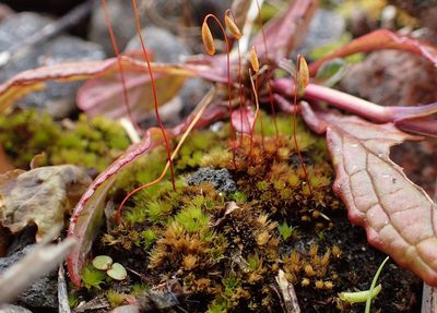 Brachymenium radiculosum, photographed by George Greiff