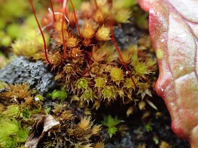 Brachymenium radiculosum, photographed by George Greiff