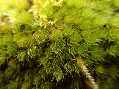 Rosulabryum torquescens, photographed by George Greiff