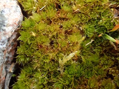 Rosulabryum torquescens, photographed by George Greiff