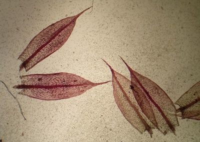 Brachymenium radiculosum, photographed by George Greiff