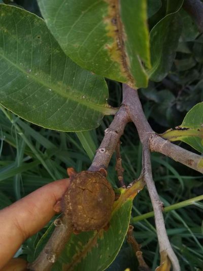 Lecythis minor, photographed by Luis Rubio-Yépez