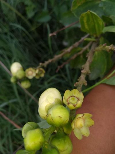 Lecythis minor, photographed by Luis Rubio-Yépez
