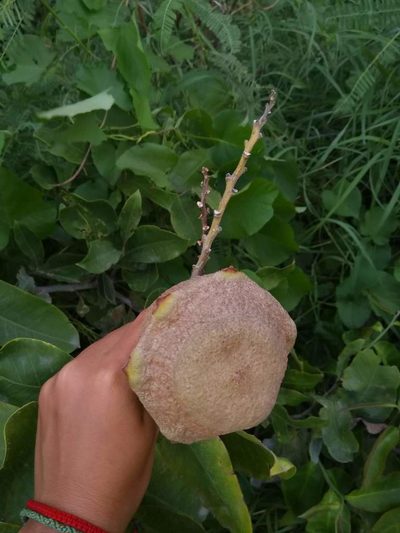 Lecythis minor, photographed by Luis Rubio-Yépez