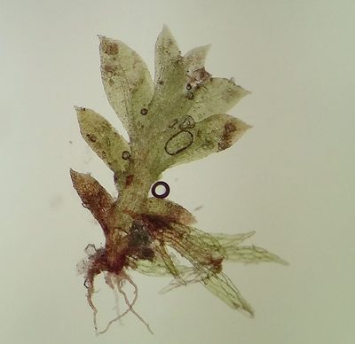 Fissidens exilis, photographed by George Greiff