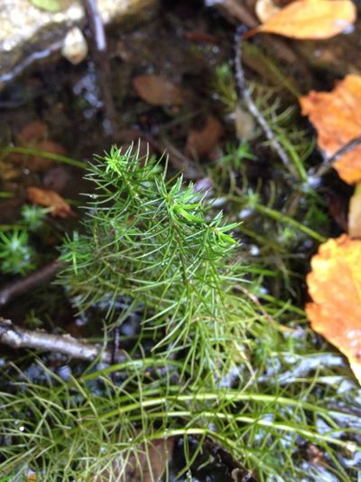 Sclerolepis uniflora, photographed by Chris Wyse