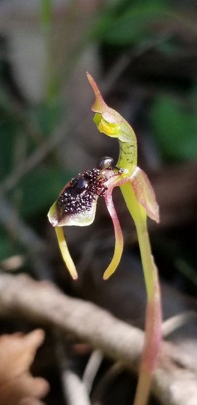 Chiloglottis diphylla, photographed by Andrew Orme