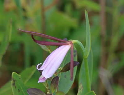 Cleistesiopsis oricamporum, photographed by Lauren McLaurin