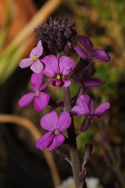Erysimum linifolium, photographed by Stephen James McWilliam