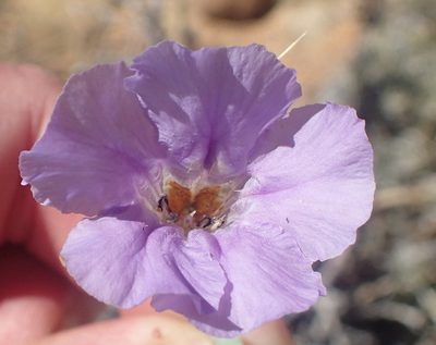 Petalidium lucens, photographed by Nicola van Berkel