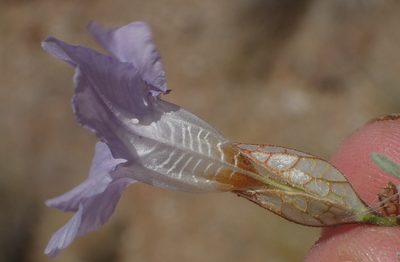 Petalidium lucens, photographed by Nicola van Berkel